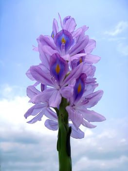 One hyacinth flower on the blue sky