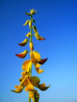 The wild flowers on blue sky background