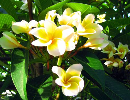 Frangipani (plumeria) blossom in the garden in summer time