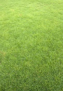 Green grass background texture turf golf courses.