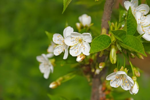 Flowering cherry branch on a green background