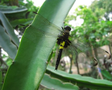 the colorful dragonfly perched on the dragon in the garden