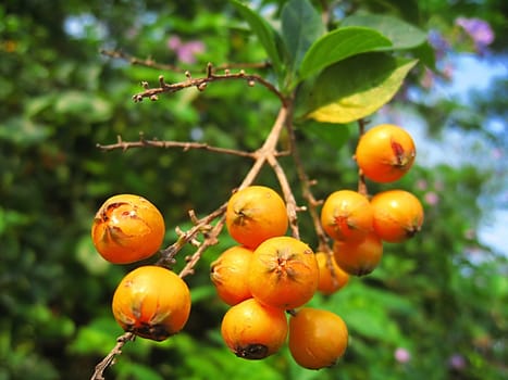 bunch of ripe fruits in the garden in summer