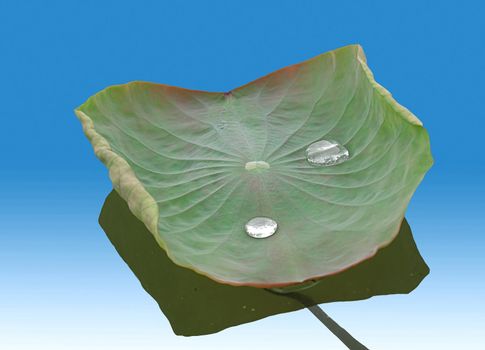 water drops on lotus leaf in the morning 