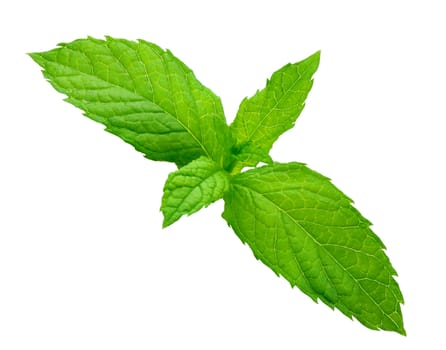 fresh mint sheet trimmed and isolated