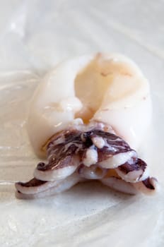 nice fresh squid unpacked and still in plastic foil