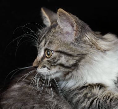Portrait of a purebred Siberian kitten on a black background