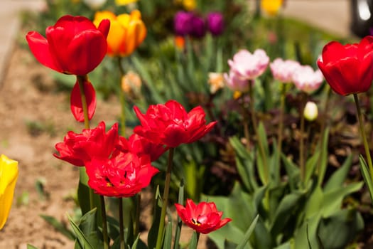 Colourfull tulips on the flowerbed close up