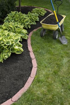 Mulching bed around hostas and wheelbarrel along with a showel.
