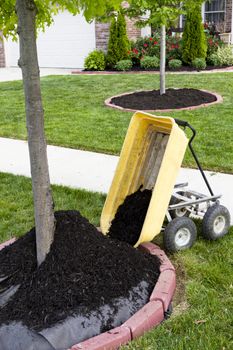 Neighborhood beautification starts with a mulching operation around the tree trunks.