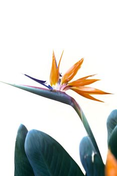 Bird of Paradise, Queenly Strelitzia Flower