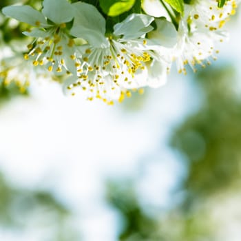 Beautiful spring bokeh for design with copyspace