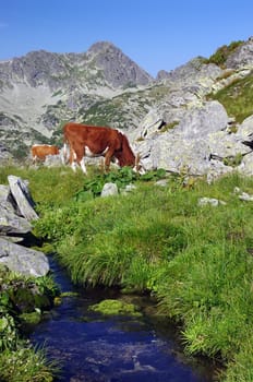 summer mountain cow on pasture with water stream