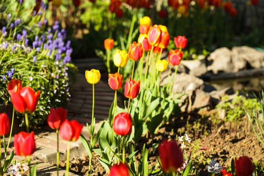 Colourfull tulips on the flowerbed close up