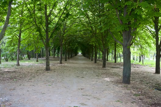 The avenue with chestnut trees in the spring morning