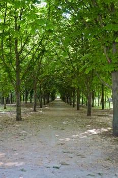 The avenue with chestnut trees in the spring morning