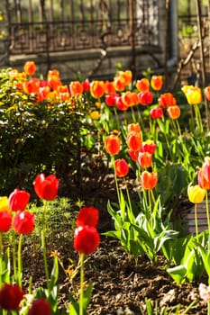 Colourfull tulips on the flowerbed close up