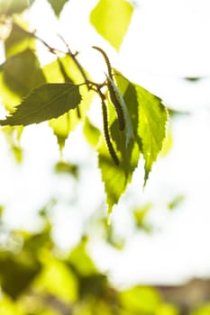 Green leaves closeup, a background for design