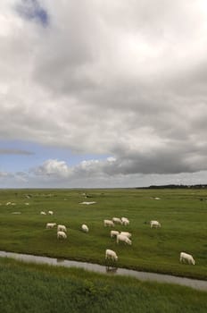 Group of White Cows in Green Meadows with Big Clouds