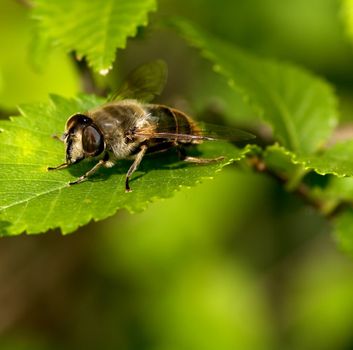 Hoverfly on a leaf a summer day in Bucamante