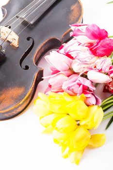 Black old violin with tulips on white