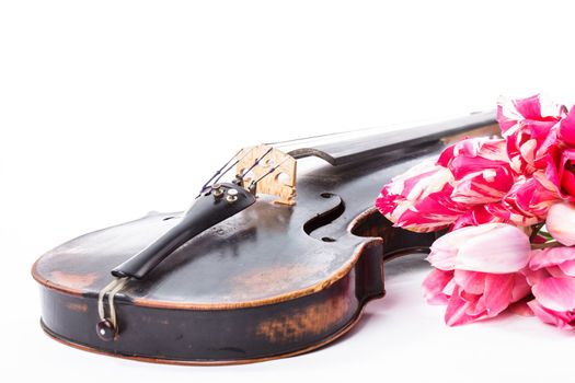 Black old violin with tulips on white