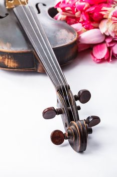 Black old violin with tulips on white