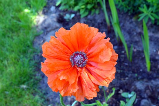 Amazing red decorative poppy flower bloom closeup.