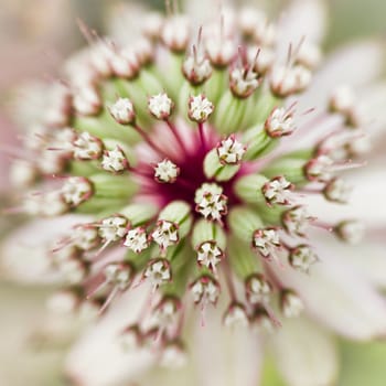 Close up Masterwort or Astrantia flower in summer