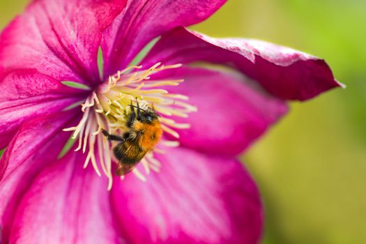 Little Bumble bee on pink Clematis flower in summer