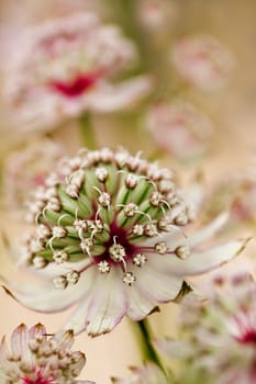 Masterwort or Astrantia flowers in summer in close view 