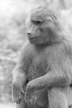 Portrait of a Hamadryas baboon in the wild