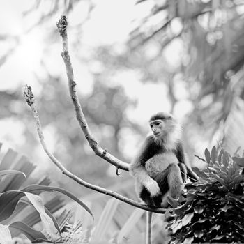 Red-shanked Douc in the forest in Cambodia