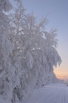 snow-bound branches of trees and road by a winter evening