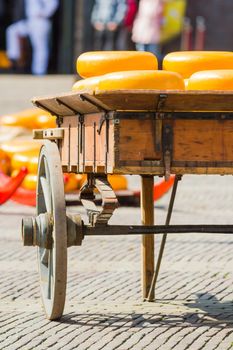 Many whole Dutch cheese at the market in Alkmaar