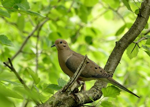 A mourning dove perched on a tree branch.