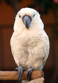 White Moluccan Cockatoo Cacatua moluccensis is a popular pet bird