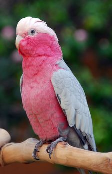 Eolophus roseicapilla Pink and Grey Galah Rose breasted Cockatoo parrot bird