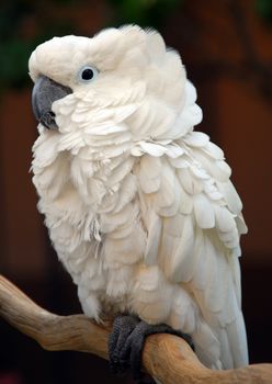 White Moluccan Cockatoo Cacatua moluccensis is a popular pet bird