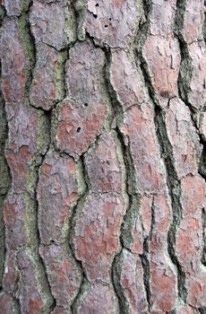 closeup of brown Pine Tree Bark Texture Background