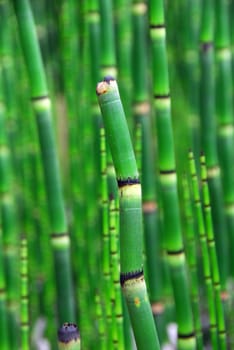Horsetail Equisetum plant with dark green segmented stems also called scouring rush