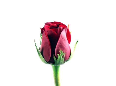 Red rose on the white background and copy space for text.