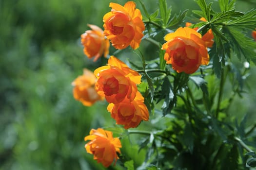 Globe-flower (Trollius asiaticus L) - Siberian primroses