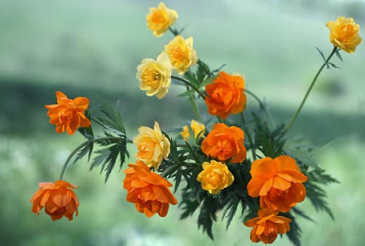 Globe-flower (Trollius asiaticus L and Trollius europaeus) - Siberian primroses