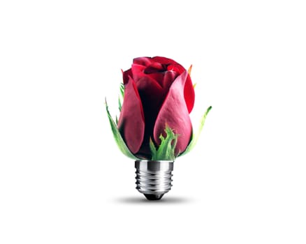 Light bulb formed from Red rose on the white background.