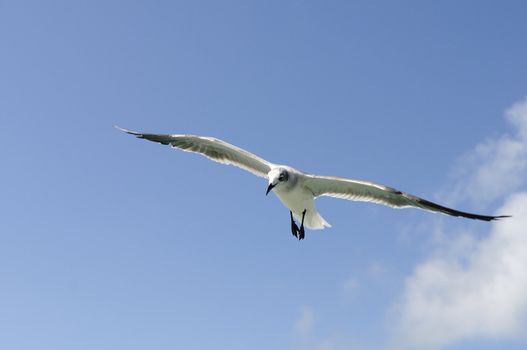 A beautiful seagull ias flying in a blue sky