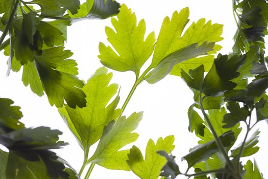 fresh green parsley in backlight