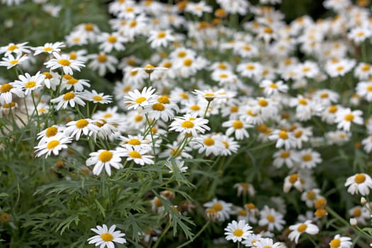 photo of blossoming tree branch with white flowers 