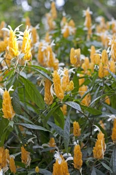 Soft-focus close-up of yellow flowers