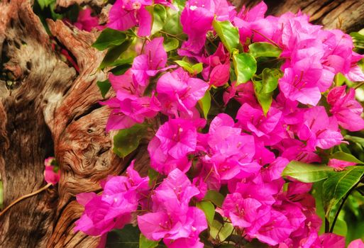 beautiful pink flowers in the morning sun